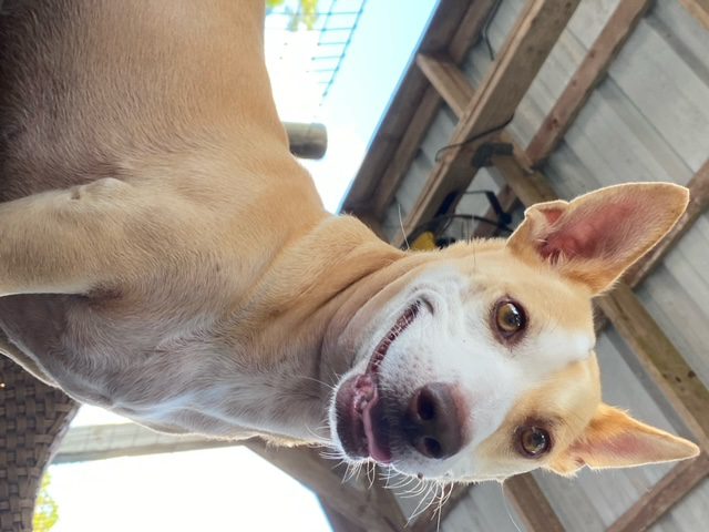 A white and brown dog sitting on top of a wooden deck.