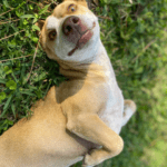 An adoptable chihuahua laying on the grass.