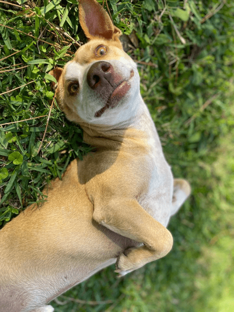 An adoptable chihuahua laying on the grass.