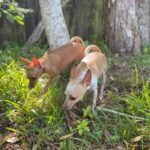 Two Dogs Walking Around a Tree Bark
