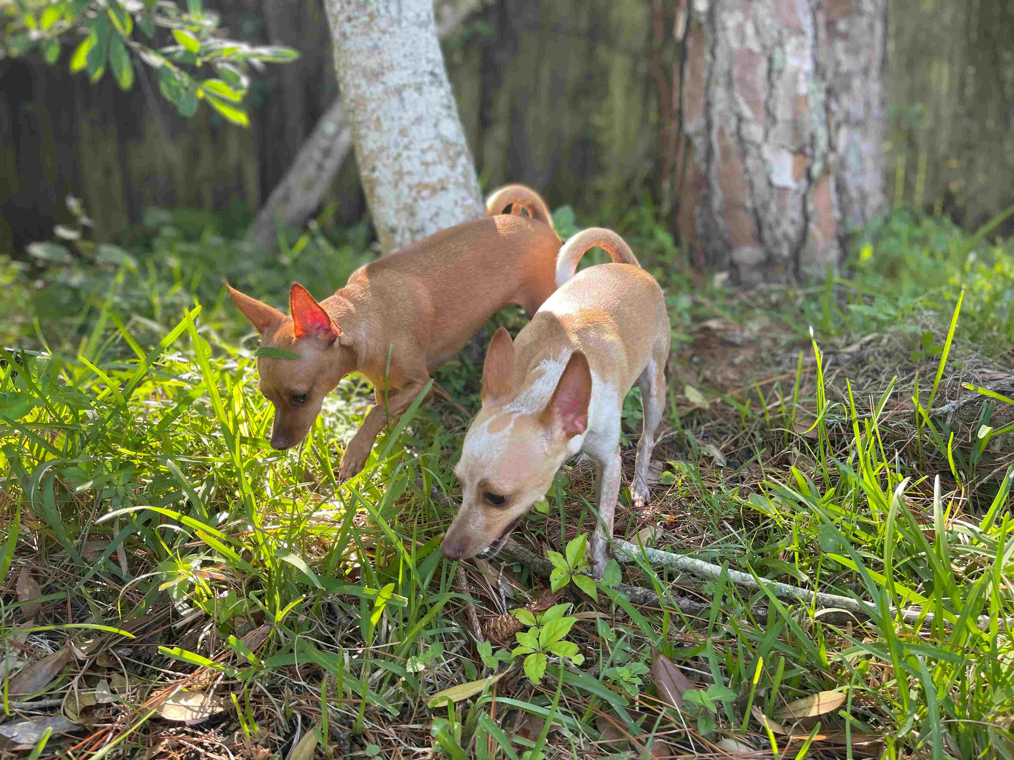 Two Dogs Walking Around a Tree Bark