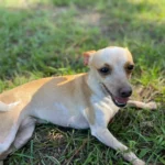 Tiki and Brownie on the field of grass