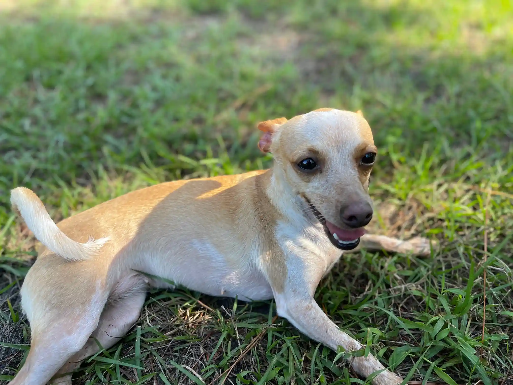 Tiki and Brownie on the field of grass