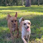 A Brown and White Fur Dogs Walking on Lawn