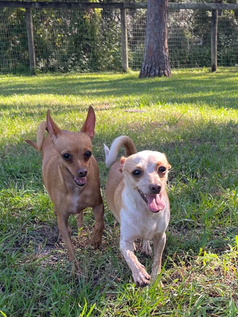 A Brown and White Fur Dogs Walking on Lawn
