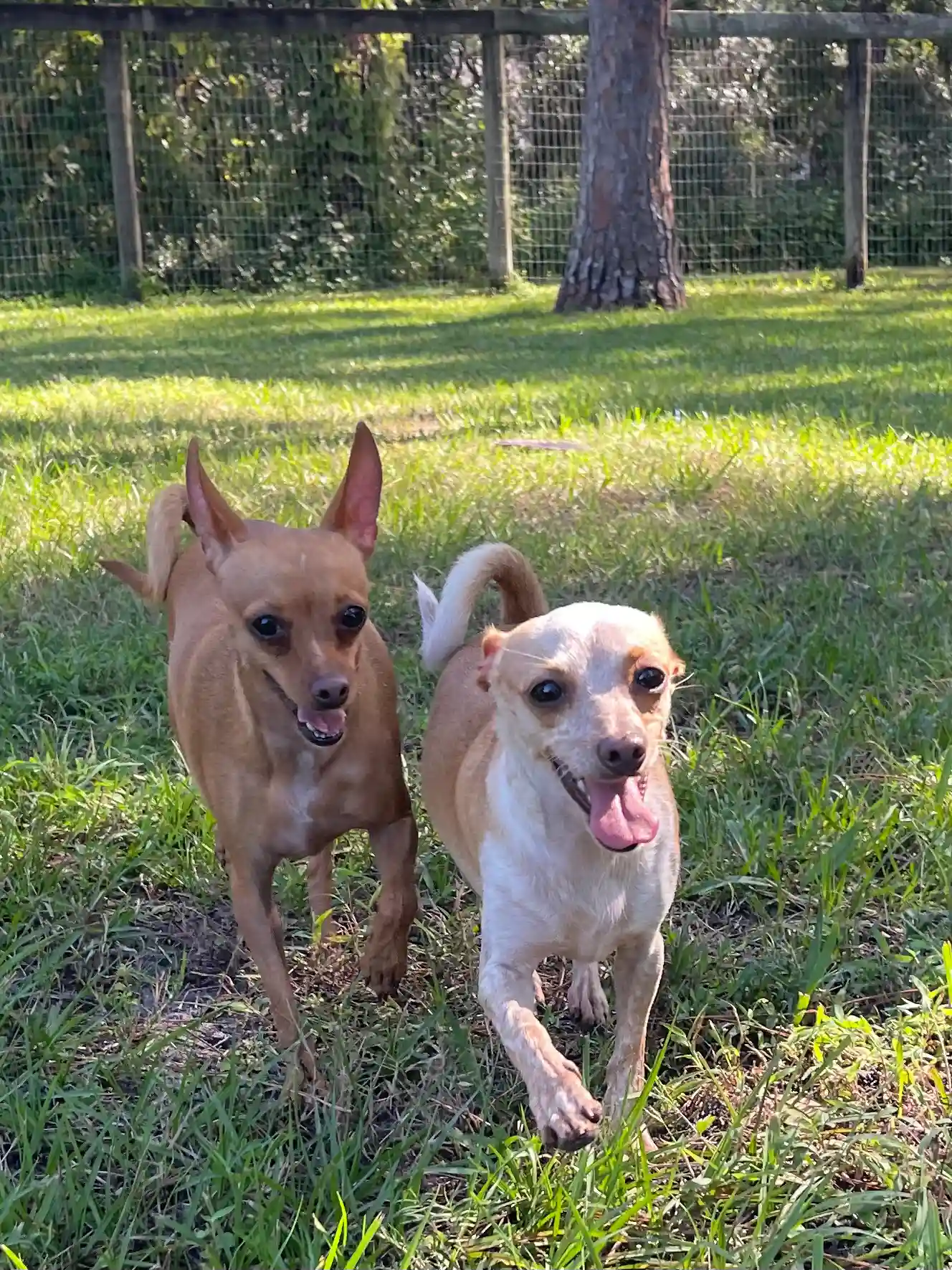 A Brown and White Fur Dogs in the field