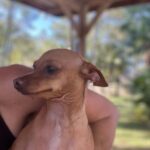 A Person Holding a Brown Color Dog