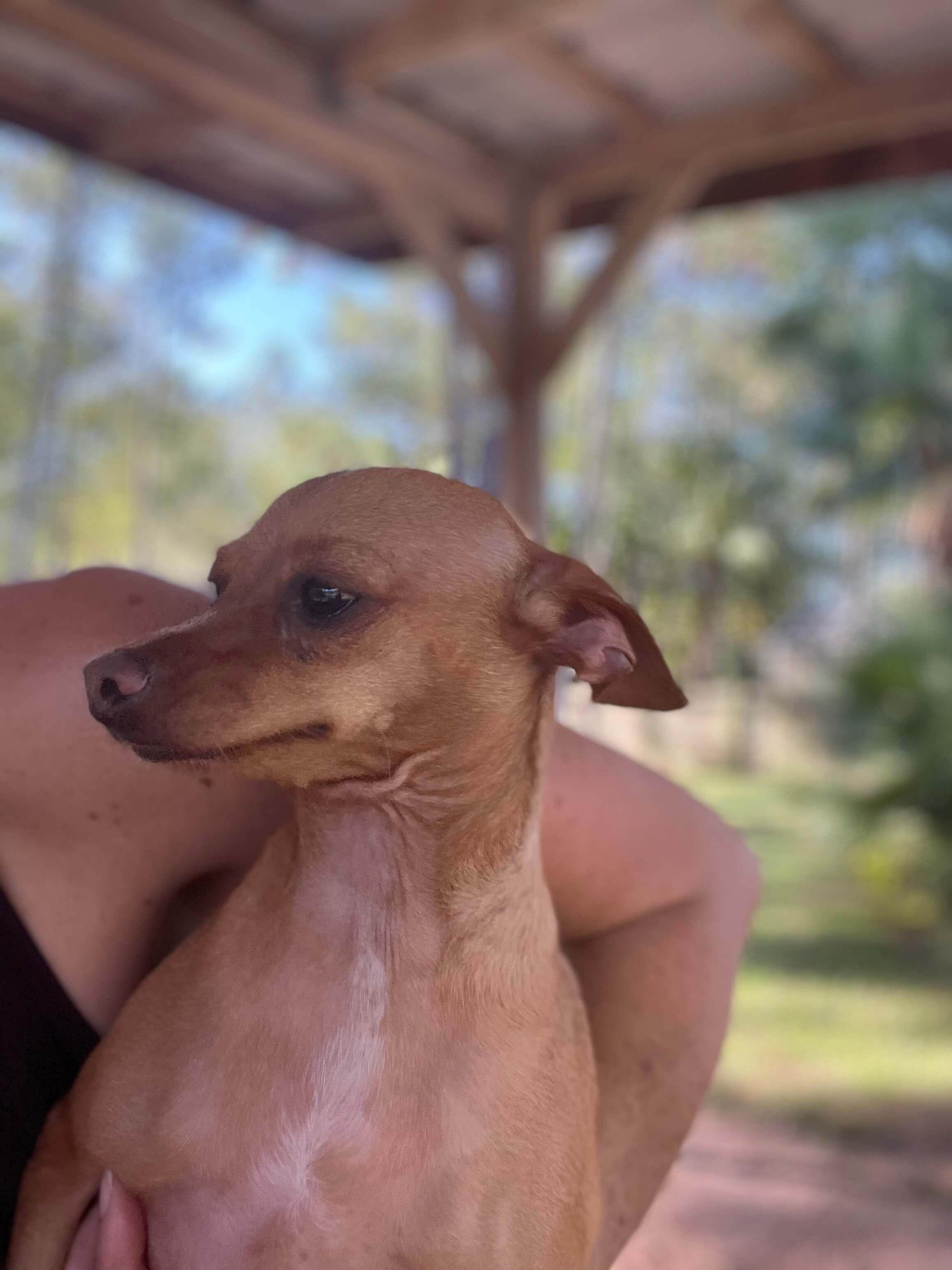 A Person Holding a Brown Color Dog