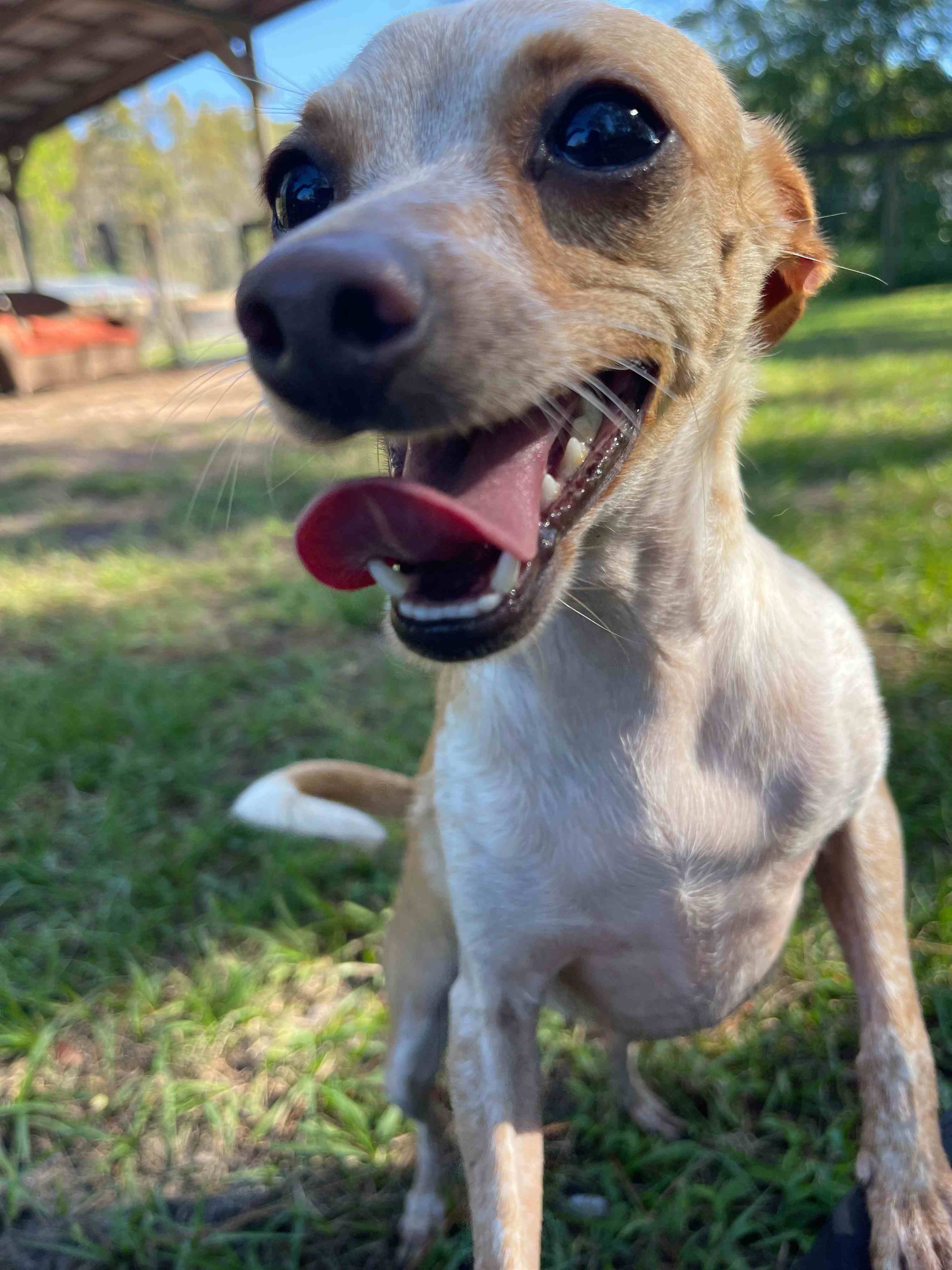 A White Fur Dog With Tongue Out Close Up