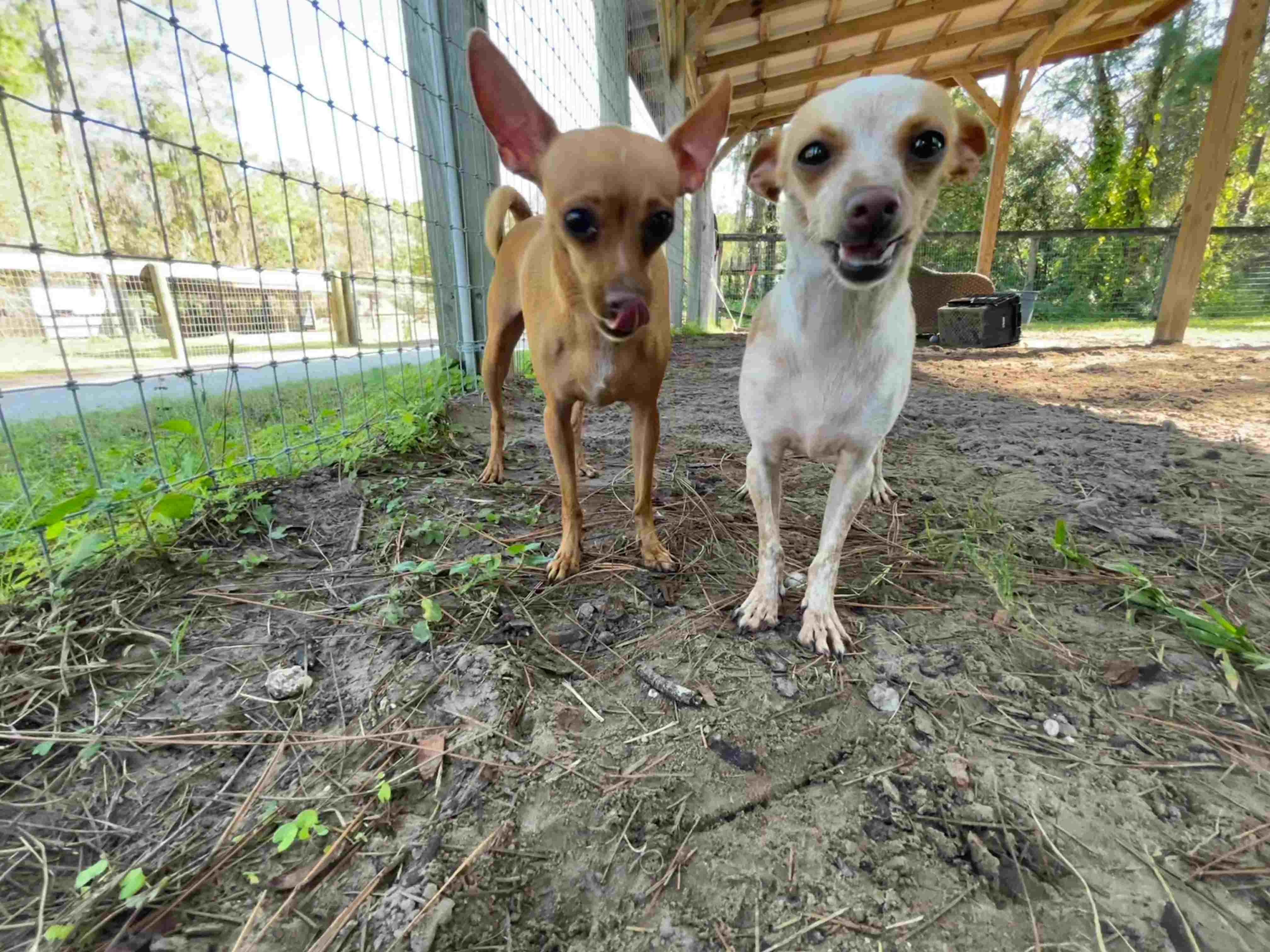 A Brown and White Dog Standings Beside a Cage