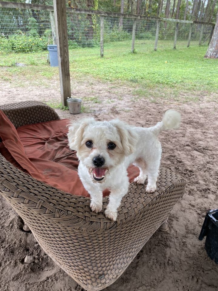 A small white dog sitting on a wicker chair.