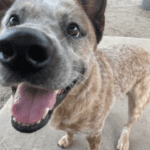 A dog is standing on concrete with his tongue out.