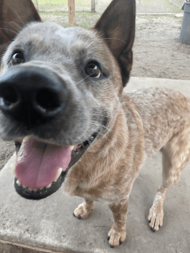 A dog is standing on concrete with his tongue out.