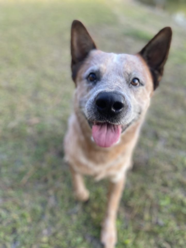 A dog is standing in the grass with his tongue out.