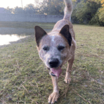 An adoptable australian cattle dog in jacksonville, fl.