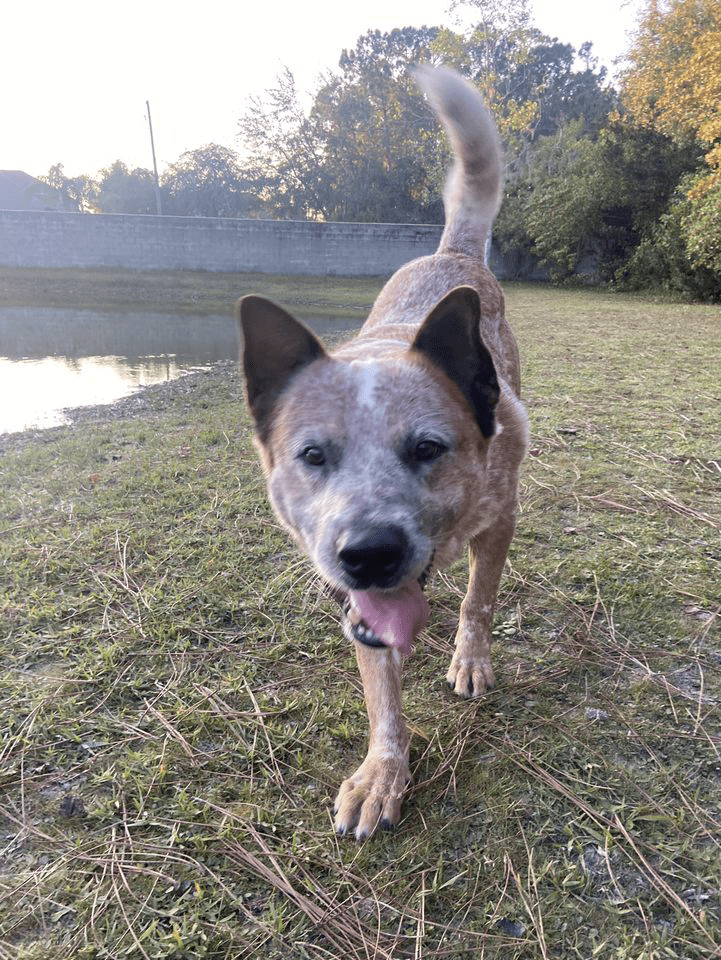 An adoptable australian cattle dog in jacksonville, fl.