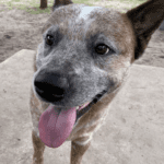 Person, an adoptable australian cattle dog in sarasota, fl.