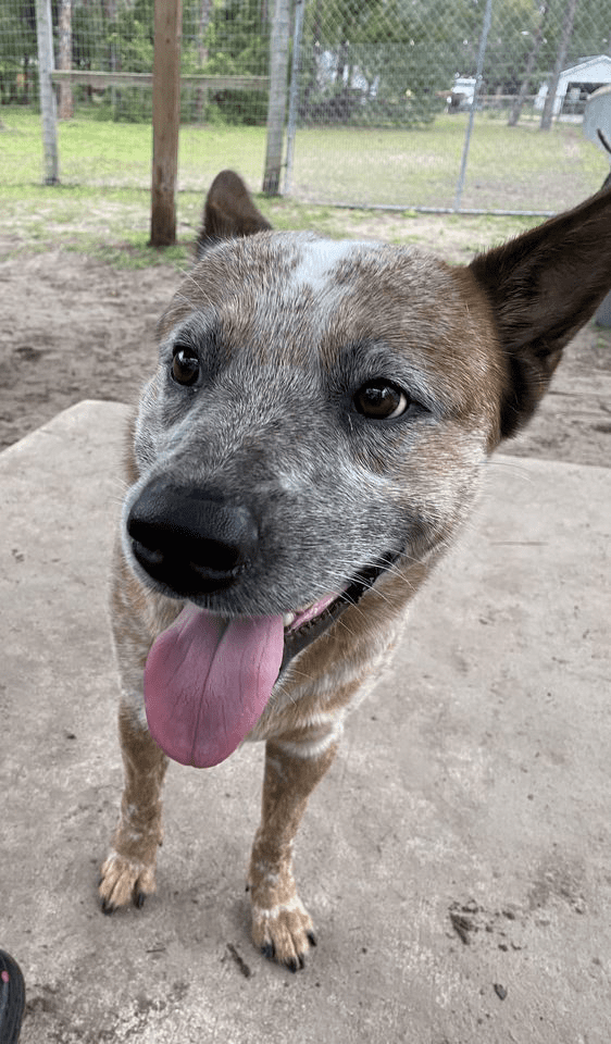 Person, an adoptable australian cattle dog in sarasota, fl.