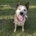 Person, an adoptable australian cattle dog in sarasota, fl.