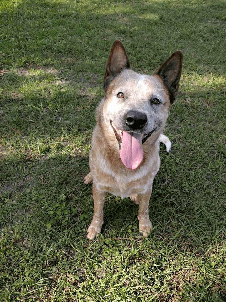 Person, an adoptable australian cattle dog in sarasota, fl.