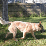 A dog walking in the grass near a fence.