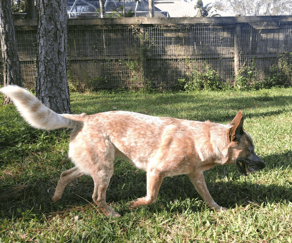 A dog walking in the grass near a fence.