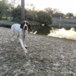 A brown and white dog walking in the grass near a pond.