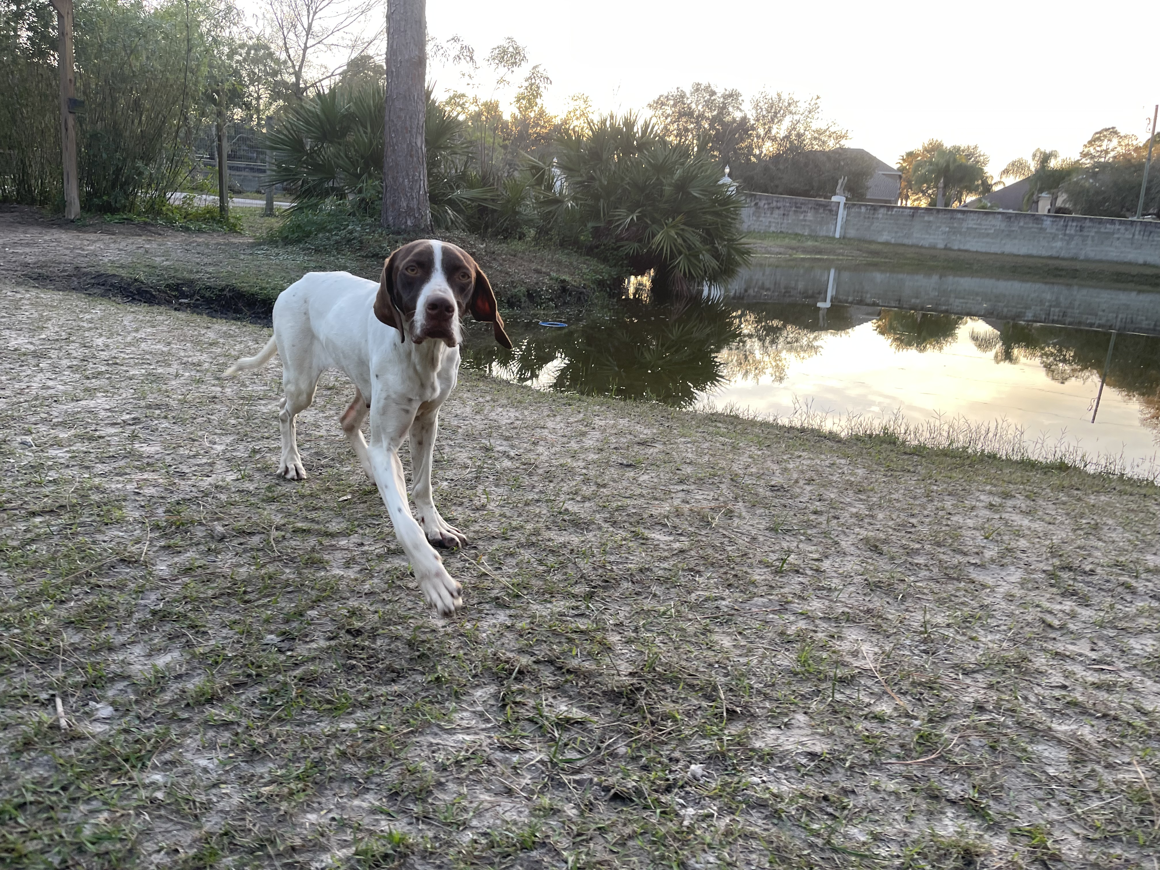 A brown and white dog walking in the grass near a pond.