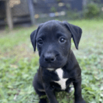 A black puppy sitting on the grass in front of a house. A black puppy sitting on the grass in front of a house.