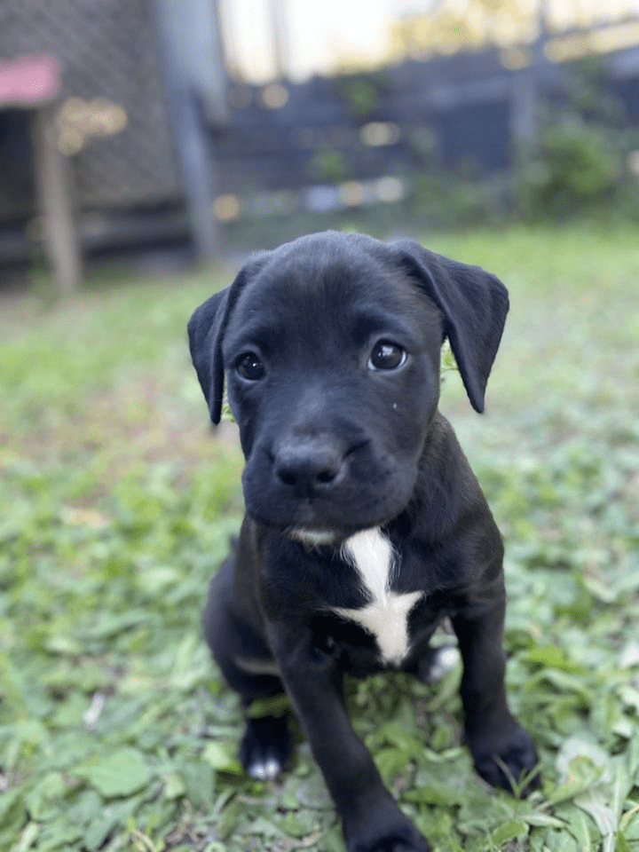 A black puppy sitting on the grass in front of a house. A black puppy sitting on the grass in front of a house.