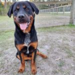 A black and tan dog sitting in the dirt.