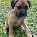 A small brown puppy sitting on the grass. A small brown puppy sitting on the grass.