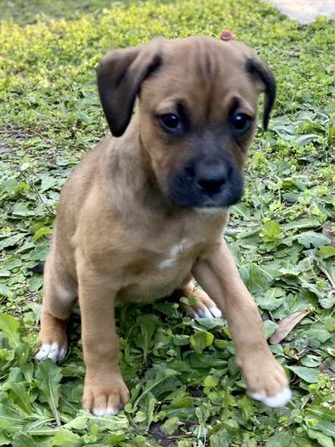 A small brown puppy sitting on the grass. A small brown puppy sitting on the grass.