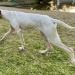 A white and brown dog walking in the grass near a pond.