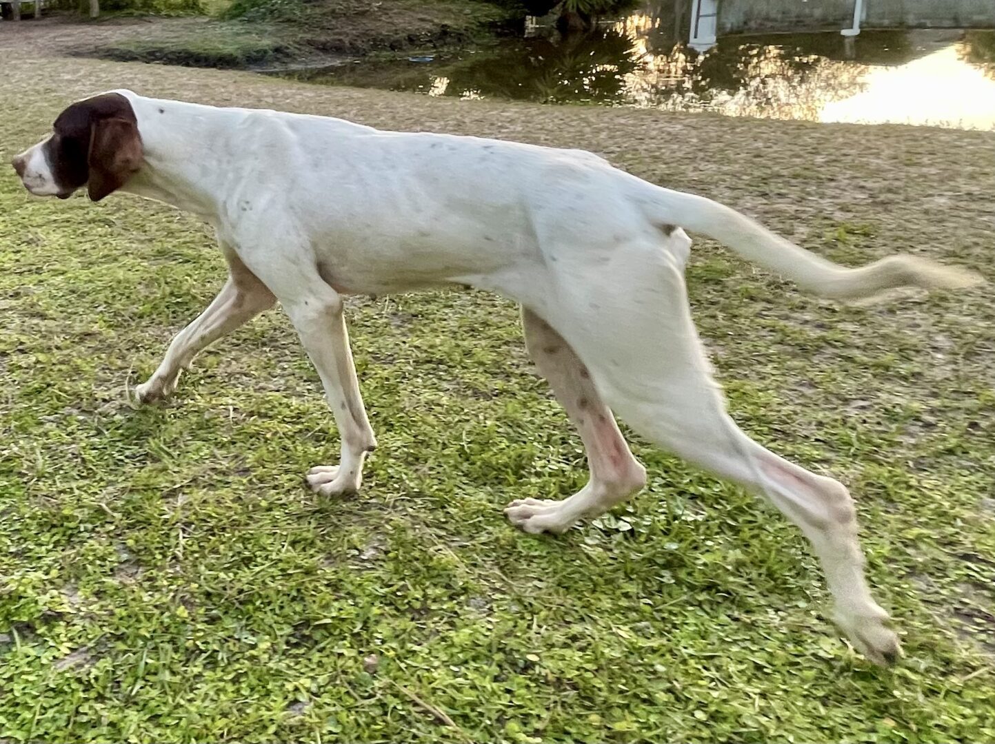 A white and brown dog walking in the grass near a pond.