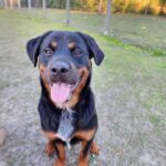 Two black and tan dogs standing in a field.