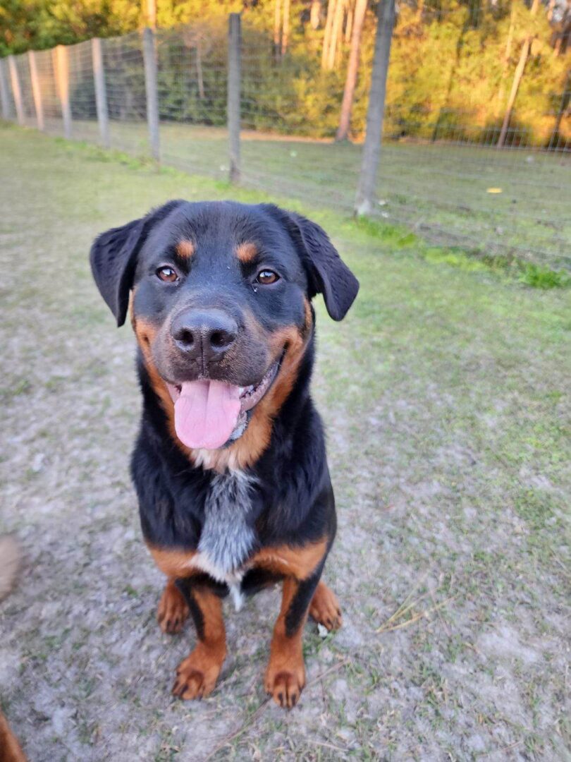 Two black and tan dogs standing in a field.