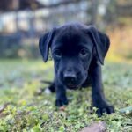 A black labrador retriever puppy laying in the grass. A black labrador retriever puppy laying in the grass.