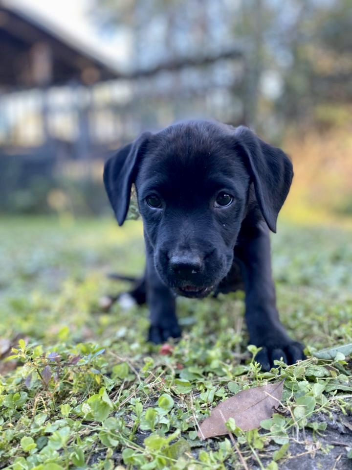 A black labrador retriever puppy laying in the grass. A black labrador retriever puppy laying in the grass.