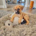 A puppy laying on a rug with a stuffed animal. A puppy laying on a rug with a stuffed animal.