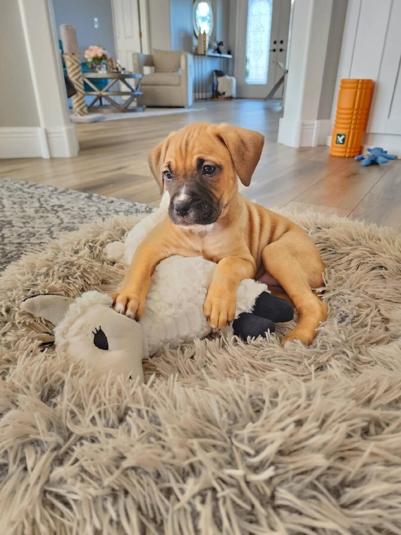 A puppy laying on a rug with a stuffed animal. A puppy laying on a rug with a stuffed animal.