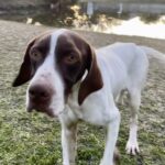 A brown and white dog standing in the grass.