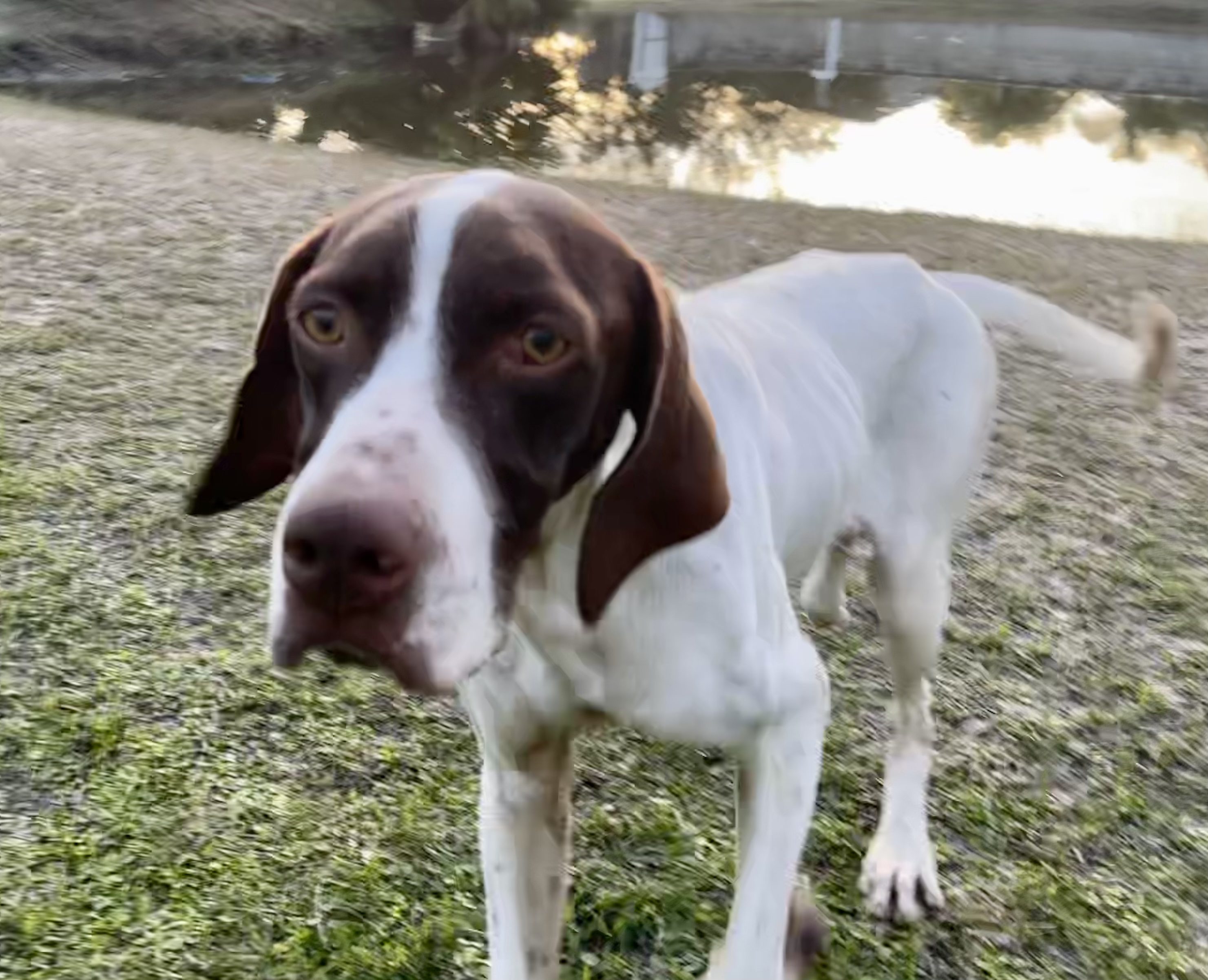 A brown and white dog standing in the grass.
