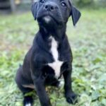 A black and white puppy sitting on the grass.