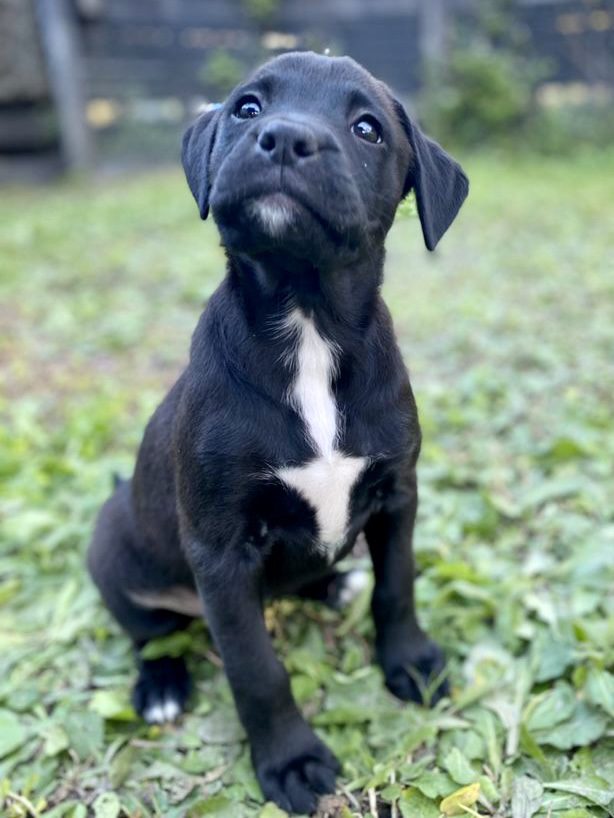 A black and white puppy sitting on the grass.