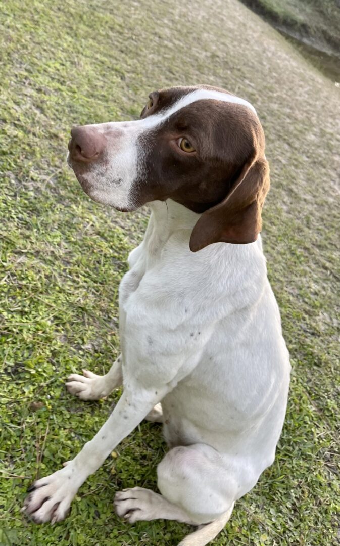 A white and brown dog sitting on the grass.