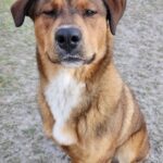 A brown dog sitting on the ground with his eyes closed.