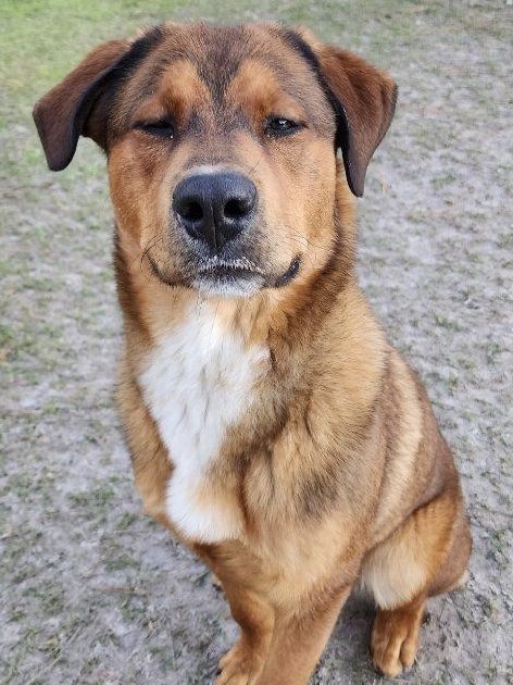 A brown dog sitting on the ground with his eyes closed.