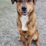 An adoptable labrador retriever & german shepherd mix in tampa, fl.