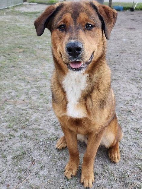 An adoptable labrador retriever & german shepherd mix in tampa, fl.